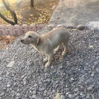 واگذاری سگ خانگی