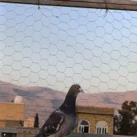 کفتر جفت پلاکی