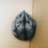 همستر سنجابی