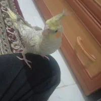 عروس هلندی خونگی گلباقلی|پرنده|زاهدان, |دیوار