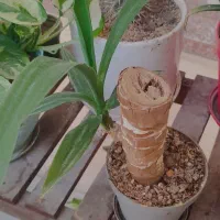 گل و گلدان|گل و گیاه طبیعی|اصفهان, بهارستان|دیوار