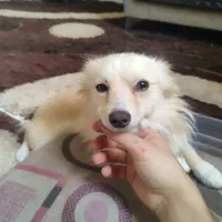 سگ پامر روباهی فروشی|سگ|الوند, |دیوار