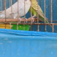 سلام دوجفت مرغ عشق بالق وکار داده|پرنده|اهواز, بهارستان|دیوار