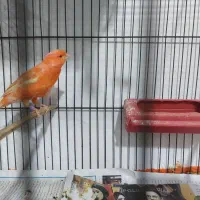 انواع قناری نر بخون ،سرخ ،پرتقالی سوخته|پرنده|سمنان, |دیوار