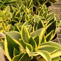 گل و گیاه آپارتمانی|گل و گیاه طبیعی|قزوین, |دیوار