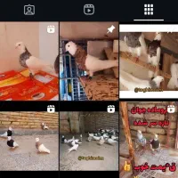 طوقی ماده|پرنده|کارون, |دیوار