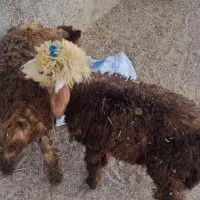 ۲عدد بره نروماده|حیوانات مزرعه|آبپخش, |دیوار