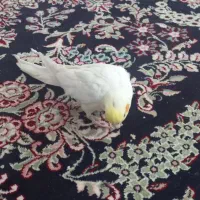 عروس هلندی نرو ماده ده ماهه|پرنده|هشتگرد, خور|دیوار