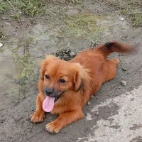 فروش حیوان خانگی