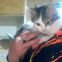 گربه نژاد دار|گربه|تهران, شوش|دیوار