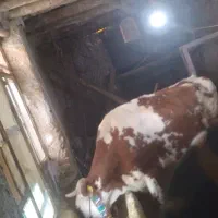 گاو و گوساله سیمیتال|حیوانات مزرعه|بروجرد, |دیوار