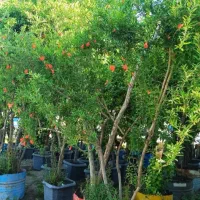درخت نخل  بزرگ بنه دار نهال نهالستان گردو پکان|خدمات باغبانی و درختکاری|قم, آزادگان|دیوار