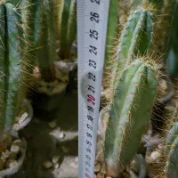 فروش عمده پایه کاکتوس گلخانه‌ای بذری، آماده پیوند|گل و گیاه طبیعی|خمینی‌شهر, |دیوار