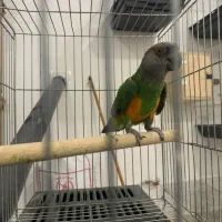 طوطی سنگال|پرنده|مریوان, |دیوار