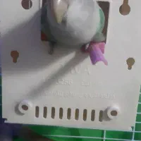 طوطی برزیلی نر دستی