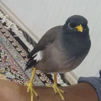 مرغ مینا