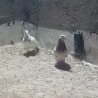 کبوتر
