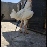 خروس لاری یک ساله بامرغ لاری