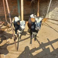 گاو با گوساله