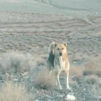 واگذاری سگ گله