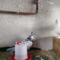 کبوتر|پرنده|رشت, تازه آباد|دیوار