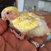 کوتوله سرلاکی