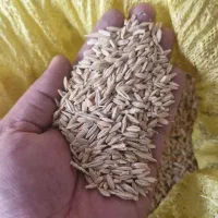 جو فروشی سهند|گل و گیاه طبیعی|مینودشت, |دیوار