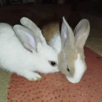 بچه خرگوش کیوت|موش و خرگوش|دزفول, |دیوار