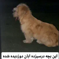 سگ گم شده|حیوانات|تهران, شهید رجایی|دیوار