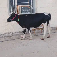 گاو هلشتاین شیری جوان