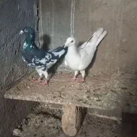 کبوتر پلاکی|پرنده|زرندیه, |دیوار