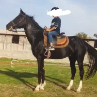 یکسر خارجی درساژ پرشی سواری شده کار بلد گشت کلاسی