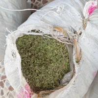 آویشن شیرازی