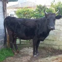 گاو دورگ محلی ۸ماه آبستن گوساله لیشه ورزا