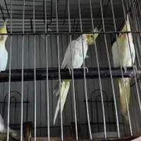 چهارتا عروس با قفس