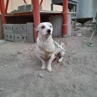 سگ پاکوتاه نگهبان خیلی باهوش قیمت پاین گذاشتم