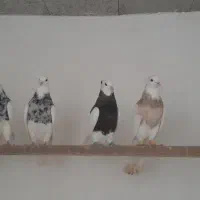 ۸ عدد کرمانشاهی لامرد