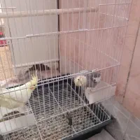 فروش یک جفت عروس هلندی