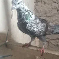 کفتر کبوتر پرشی|پرنده|کمیجان, |دیوار