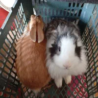 خرگوش نر و ماده ی زیبا