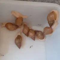 حلزون