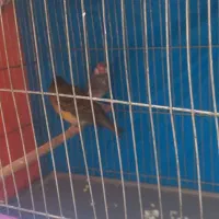 قناری نر ۴۵۰|پرنده|قم, شهرک امام حسین|دیوار