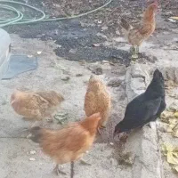 ۵ تا مرغ تخم گذار  محلی