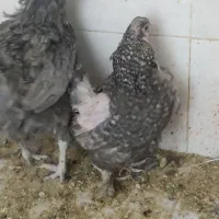 مرغ