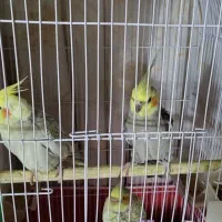 عروس هلندی مولد