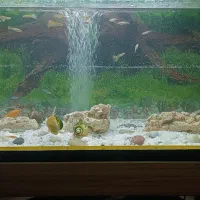 اکواریوم و ماهی