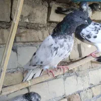 پرنده کبوتر|پرنده|ایرانشهر, |دیوار