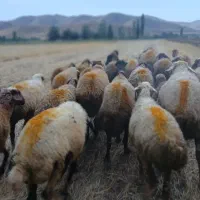 ۴۵راس گوسفند‌میش داشتی مایه کرده