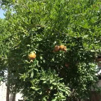 گاوداری-و-باغ-2000-متری-ثلاث