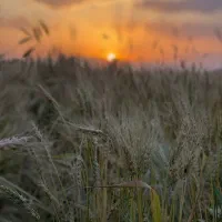 کارگر برای کار در دامداری